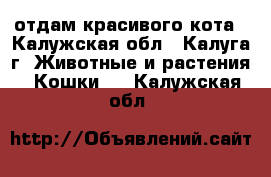 отдам красивого кота - Калужская обл., Калуга г. Животные и растения » Кошки   . Калужская обл.